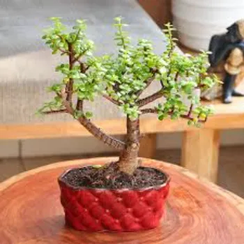 Model Bonsai Plants